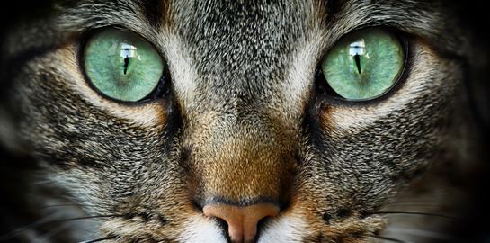 Έτσι βλέπουν τον κόσμο τα ζώα