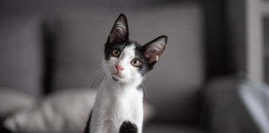 Πώς θα μάθεις στη γάτα σου να ακούει το όνομά της