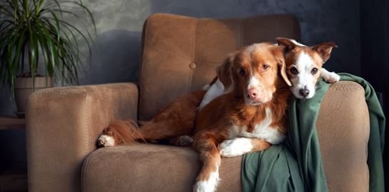 Ήξερες ότι ένας σκύλος μπορεί να κάνει πιο δελεαστική την αγορά ενός ακινήτου;