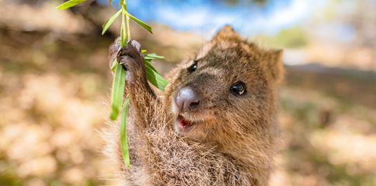 Αυτό είναι το πιο χαρούμενο ζώο του κόσμου