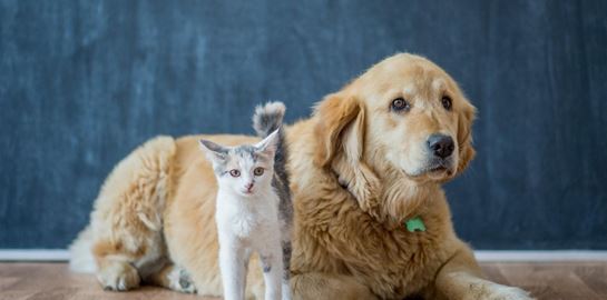 Παγκόσμια Ημέρα Αδέσποτων Ζώων: 6 αδέσποτες ιστορίες