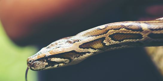 Κι όμως, στο μέλλον θα τρώμε φίδια