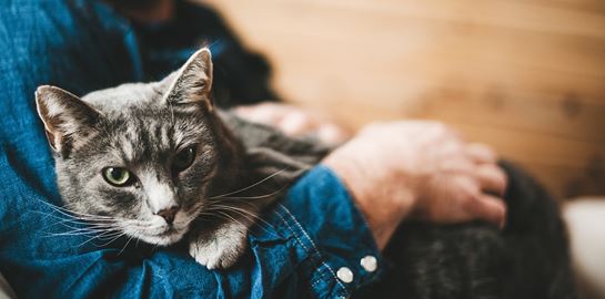 Οι cat lovers δικαιώνονται, οι γάτες είναι τα καλύτερα αγχολυτικά