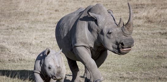 Στα καλά νέα της ημέρας, μόλις εμφανίστηκε ένα σπάνιο μωρό ρινόκερος στη ζούγκλα Ιάβας