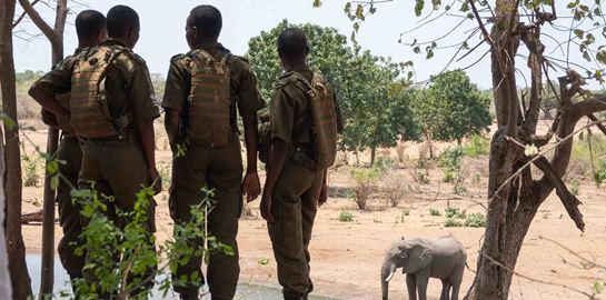 Ο James Cameron γύρισε ντοκιμαντέρ για την λαθροθηρία ελεφάντων