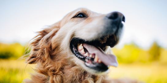 Πώς να καταλάβεις αν ο σκύλος σου είναι χαρούμενος