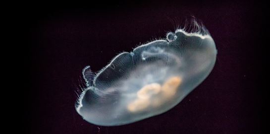 Το μυστικό της μακροζωίας μπορεί να βρίσκεται στις μέδουσες