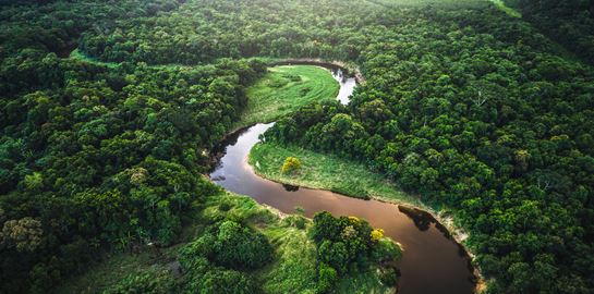 Ένα τεράστιο πράσινο ανακόντα -το μεγαλύτερο φίδι στον κόσμο- ζει στον Αμαζόνιο
