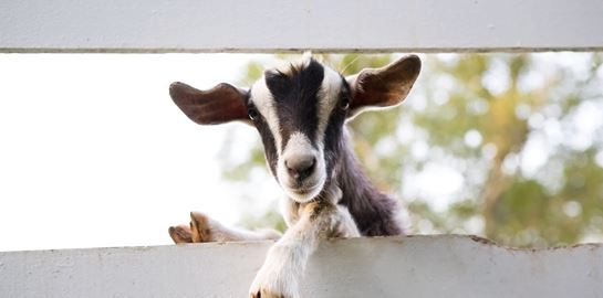 Κι όμως, οι κατσίκες καταλαβαίνουν αν είμαστε χαρούμενοι ή στενοχωρημένοι από τη φωνή μας