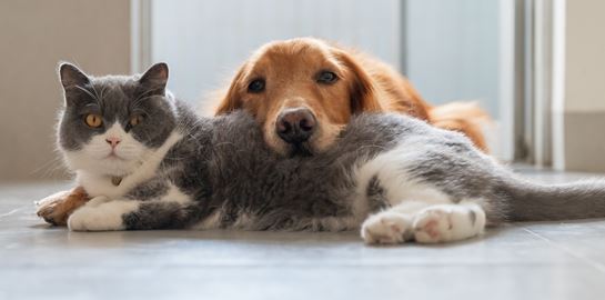 Σταματώντας τον πόλεμο ανάμεσα στον σκύλο και τη γάτα σου