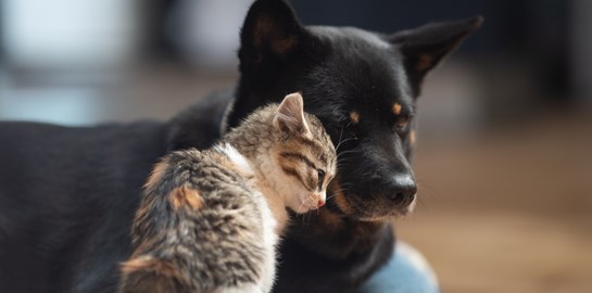 Οι αλλαγές στο νομοσχέδιο για ζώα συντροφιάς και αδέσποτα