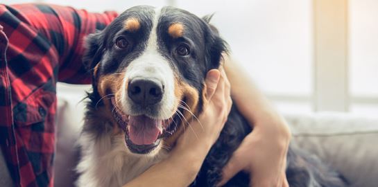 Κι όμως, οι σκύλοι περνούν εφηβεία