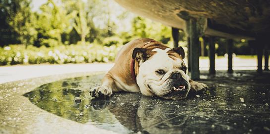 Προστατεύοντας τον σκύλο σου από τον καύσωνα