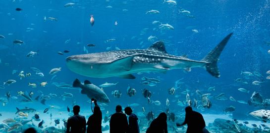 Μπήκαμε στο μεγαλύτερο ενυδρείο στις ΗΠΑ