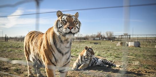 6 ενδιαφέρουσες σειρές ντοκιμαντέρ του Netflix σε ένα επικό trailer