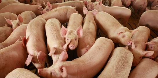 Στέλεχος της γρίπης των χοίρων μπορεί να προκαλέσει νέα πανδημία