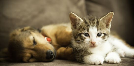 Πώς θα βοηθήσεις το κατοικίδιό σου να ζήσει ως τα βαθιά γεράματα