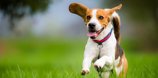 Οι πιο ανυπάκουες ράτσες σκύλων, σύμφωνα με τους ειδικούς