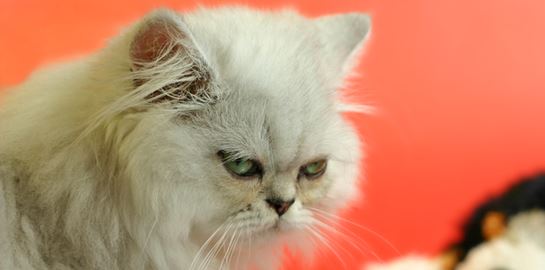 Ο γάτος που γύρισε από το κρύο, 5 χρόνια μετά την εξαφάνισή του