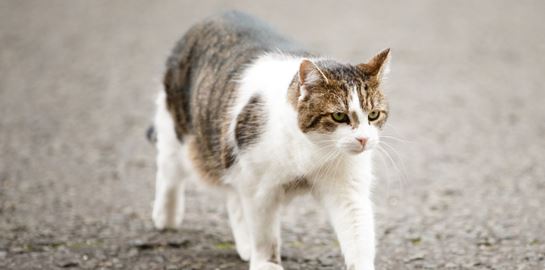 Larry, ο viral γάτος της Downing Street σε νέες περιπέτειες