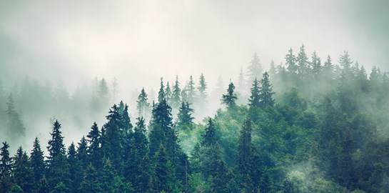 Ένα στα τρία είδη δέντρων της Γης κινδυνεύει με εξαφάνιση