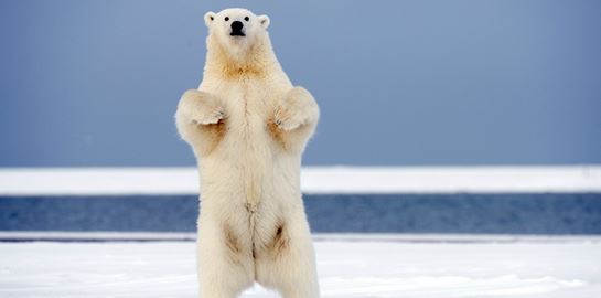 Γιατί οι πολικές αρκούδες κατέβηκαν στη βόρεια ρωσική επαρχία