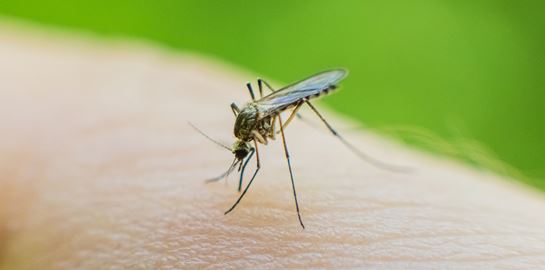 Τα πιο επικίνδυνα ζώα του κόσμου που μπορεί να συναντήσεις στις διακοπές σου