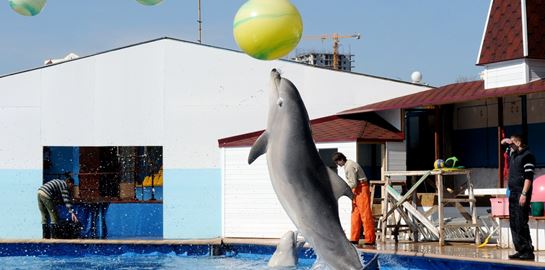 Ειδικά εκπαιδευμένα δελφίνια στον πόλεμο της Ουκρανίας