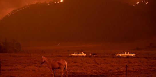 3 δισεκατομμύρια ζώα χάθηκαν στις πυρκαγιές της Αυστραλίας