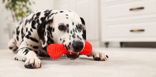 Πώς να μάθεις στον σκύλο σου να μη δαγκώνει, σύμφωνα με το Harvard