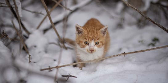 Πώς μπορείς να βοηθήσεις τα αδέσποτα στην κακοκαιρία