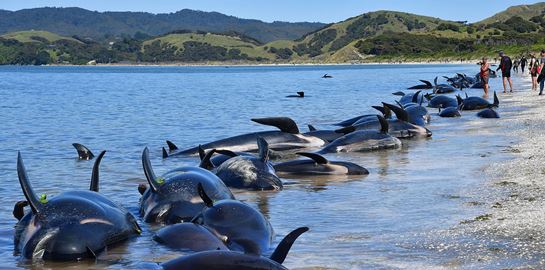 380 φάλαινες παγιδεύτηκαν στα ρηχά και πέθαναν στην Αυστραλία