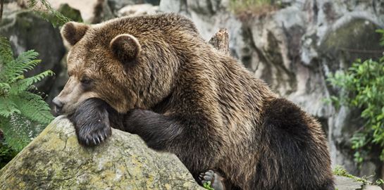 Πώς η χειμερία νάρκη των ζώων διδάσκει μακροζωία στους ανθρώπους
