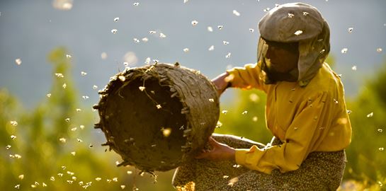 Ποιο είναι το Honeyland που είναι υποψήφιο σε δύο κατηγορίες για Όσκαρ