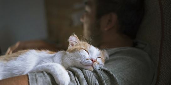 Κι όμως, το μυστικό της μακροζωίας βρίσκεται στη γάτα σου