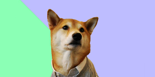 Influencers αλλά με 4 πόδια