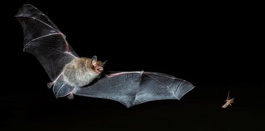 Οι δύο προειδοποιήσεις που έστειλε η φύση για τον νέο κορονοϊό