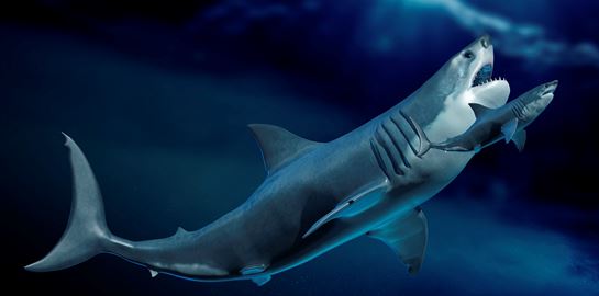 Ο Μεγαλόδοντας ήταν πολύ μεγαλύτερος από όσο πιστεύαμε