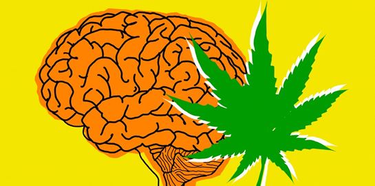 Κι αν η χρήση κάνναβης αλλάζει το DNA μας;