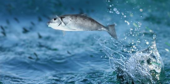 Νορβηγός δημοσιογράφος έφαγε &#39;χαστούκι&#39; από ιπτάμενο ψάρι σε ζωντανή μετάδοση