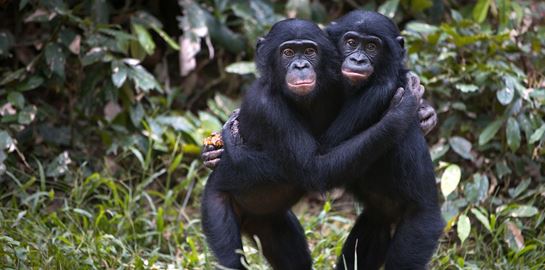 Αυτό το είδος πιθήκων επικοινωνεί όπως οι άνθρωποι