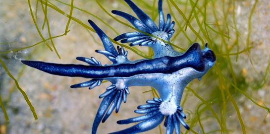 Τι είναι οι &quot;μπλε δράκοι&quot; που σκορπούν τον τρόμο στις παραλίες της Ισπανίας;