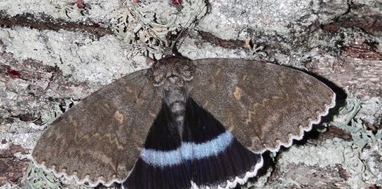 Στο Τσερνόμπιλ ανακάλυψαν πεταλούδα σε μέγεθος πουλιού