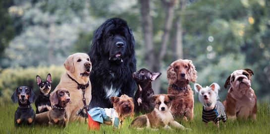 Αυτή είναι η πιο έξυπνη ράτσα σκύλου