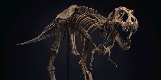 Ένας Τυραννόσαυρος βγαίνει στο σφυρί