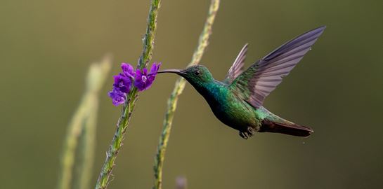 Αυτό είναι το μοναδικό πουλί που πετάει και προς τα πίσω