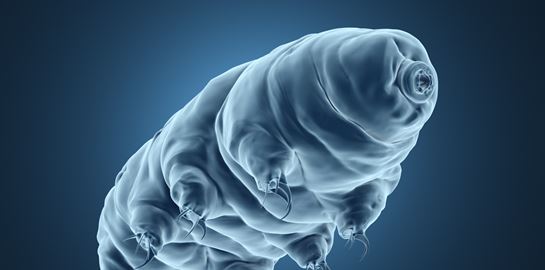 Ενα μόνο ζώο θα επιζήσει ακόμα και στο τέλος του κόσμου