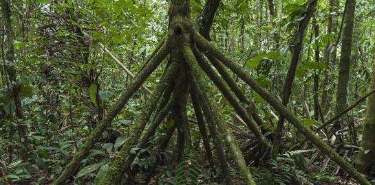 Δηλαδή αυτός ο φοίνικας μπορεί να περπατήσει;