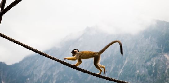 Γιατί οι άνθρωποι δεν έχουν ουρά