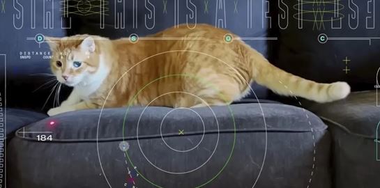 Η NASA μετέδωσε βίντεο μίας γάτας από το διάστημα